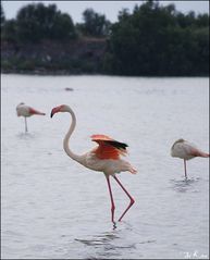 Flamingos in der Camargue