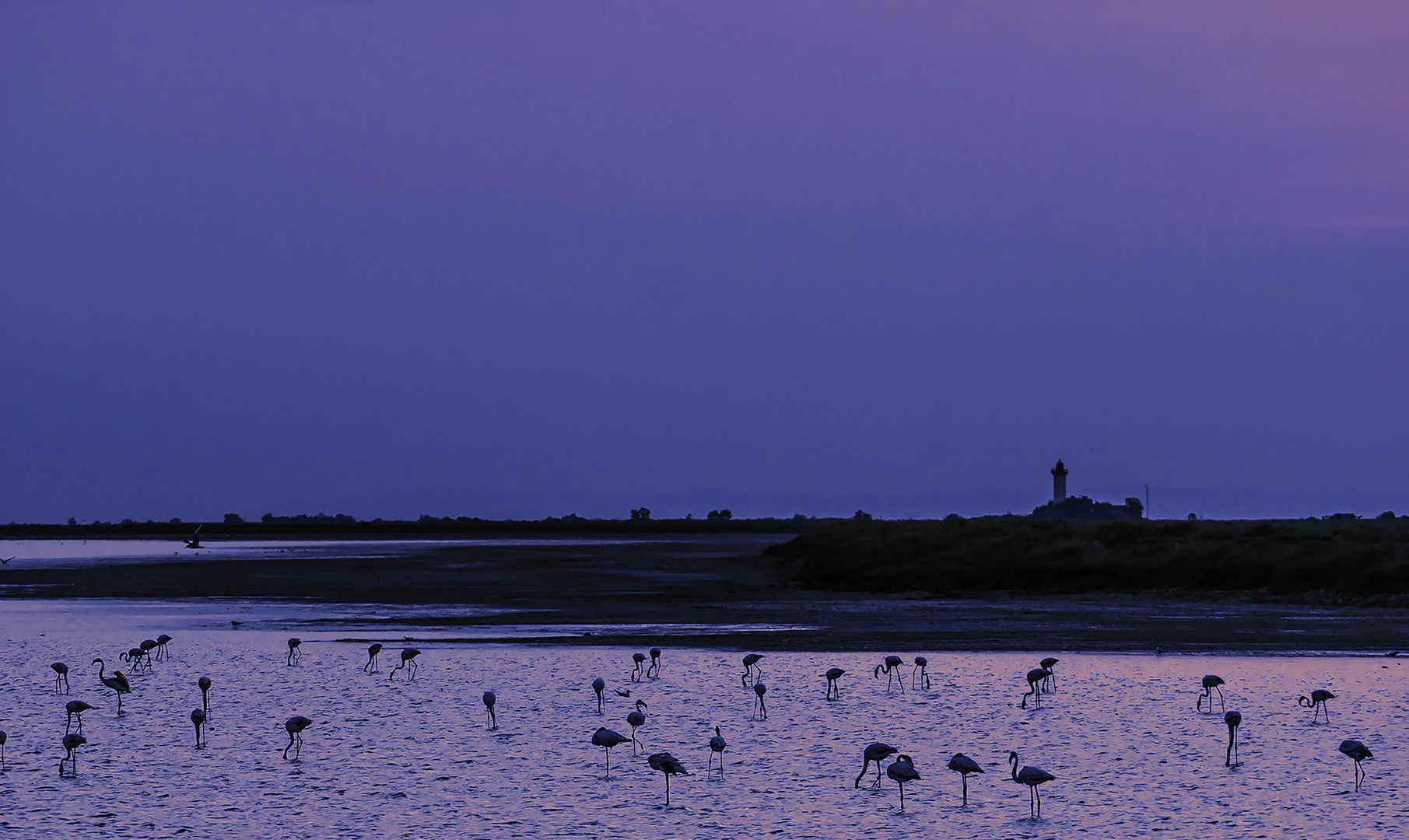  Flamingos in der Camargue