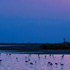  Flamingos in der Camargue