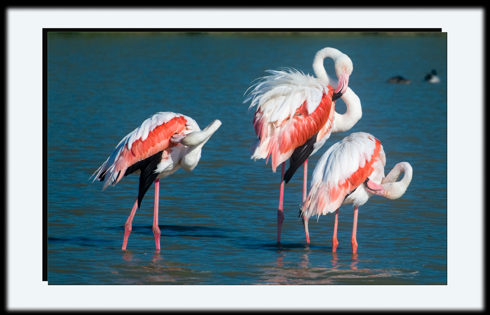 Flamingos in der Camargue