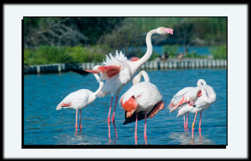 Flamingos in der Camargue