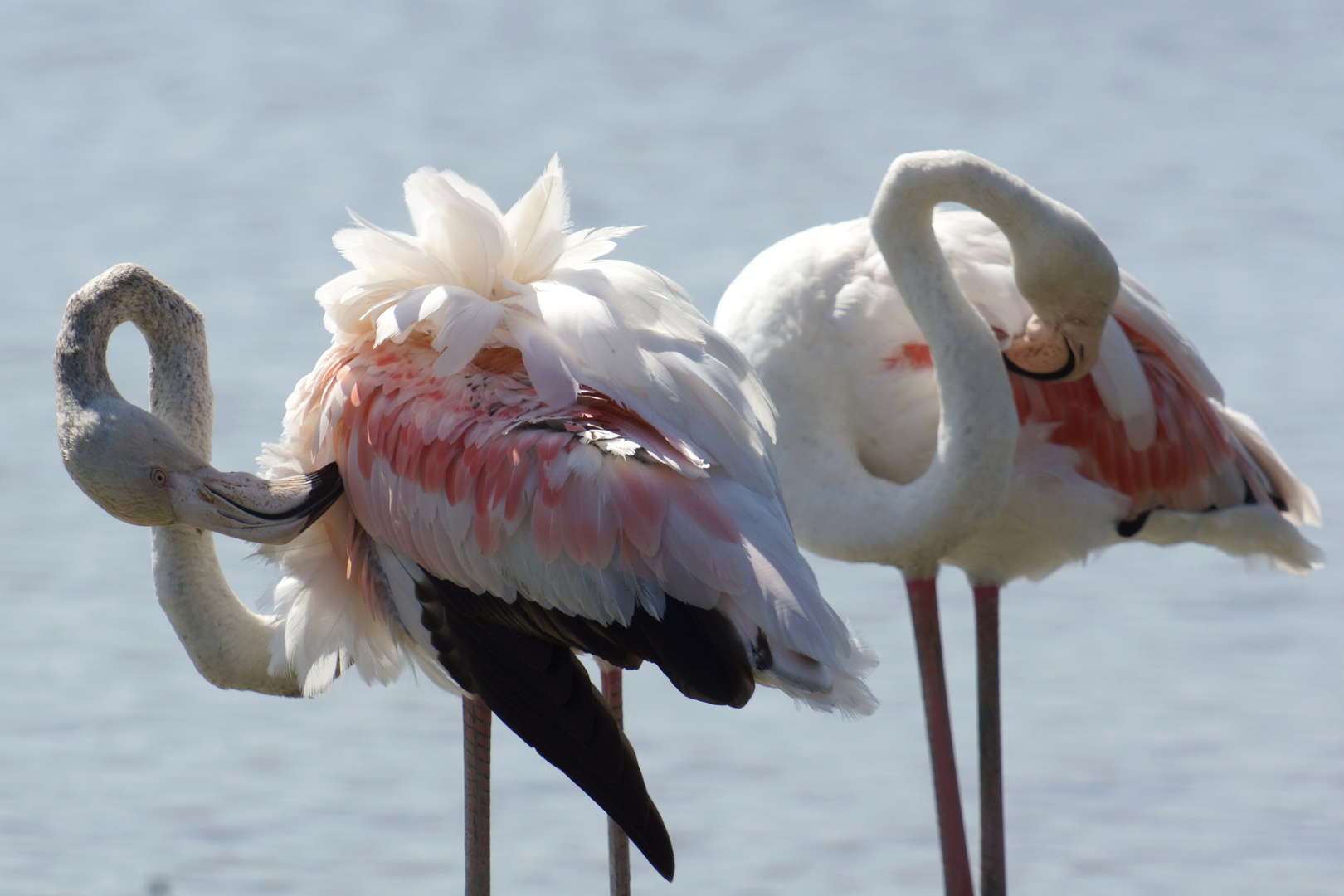 Flamingos in der Camargue