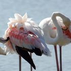 Flamingos in der Camargue