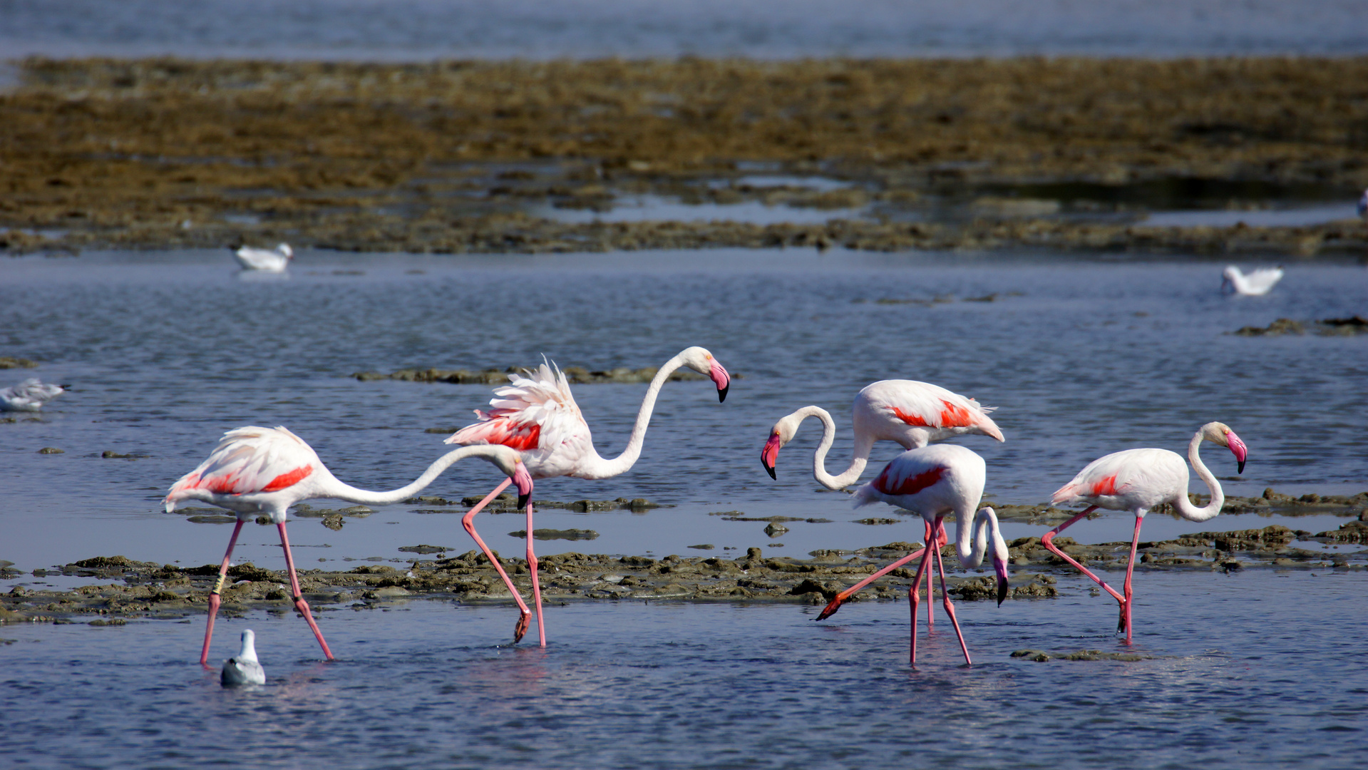 Flamingos in der Camargue