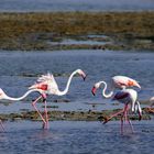 Flamingos in der Camargue