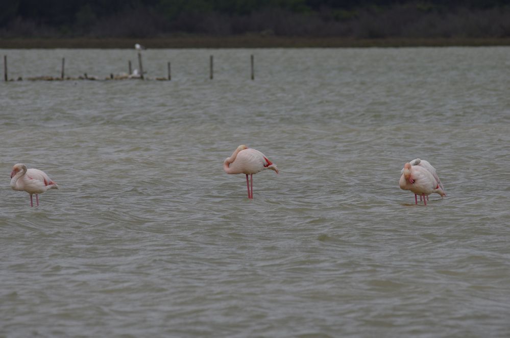 Flamingos in der Camarque 2