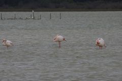 Flamingos in der Camarque 2