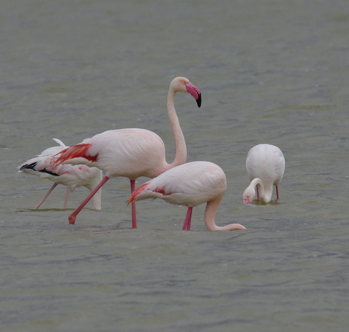 Flamingos in der Camarque 3