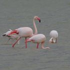 Flamingos in der Camarque 3