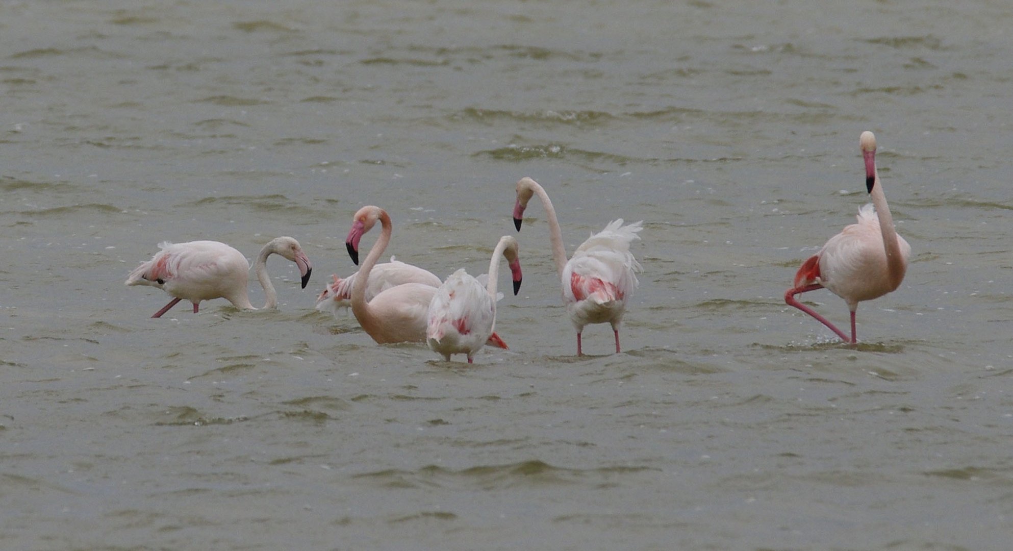 Flamingos in der Camarque 4