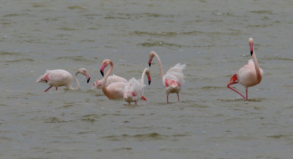 Flamingos in der Camarque 4