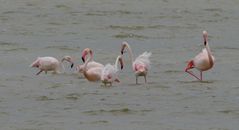 Flamingos in der Camarque 4