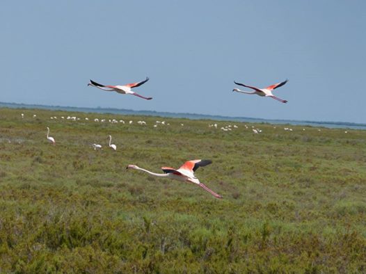 Flamingos in der Camarque