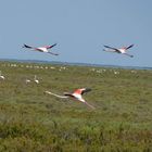 Flamingos in der Camarque