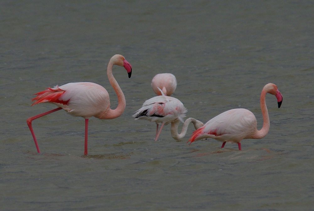 Flamingos in der Camarque 5