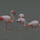 Flamingos in der Camarque 5