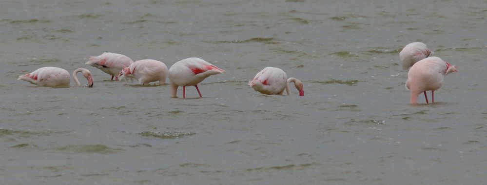 Flamingos in der Camarque 6