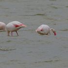 Flamingos in der Camarque 6