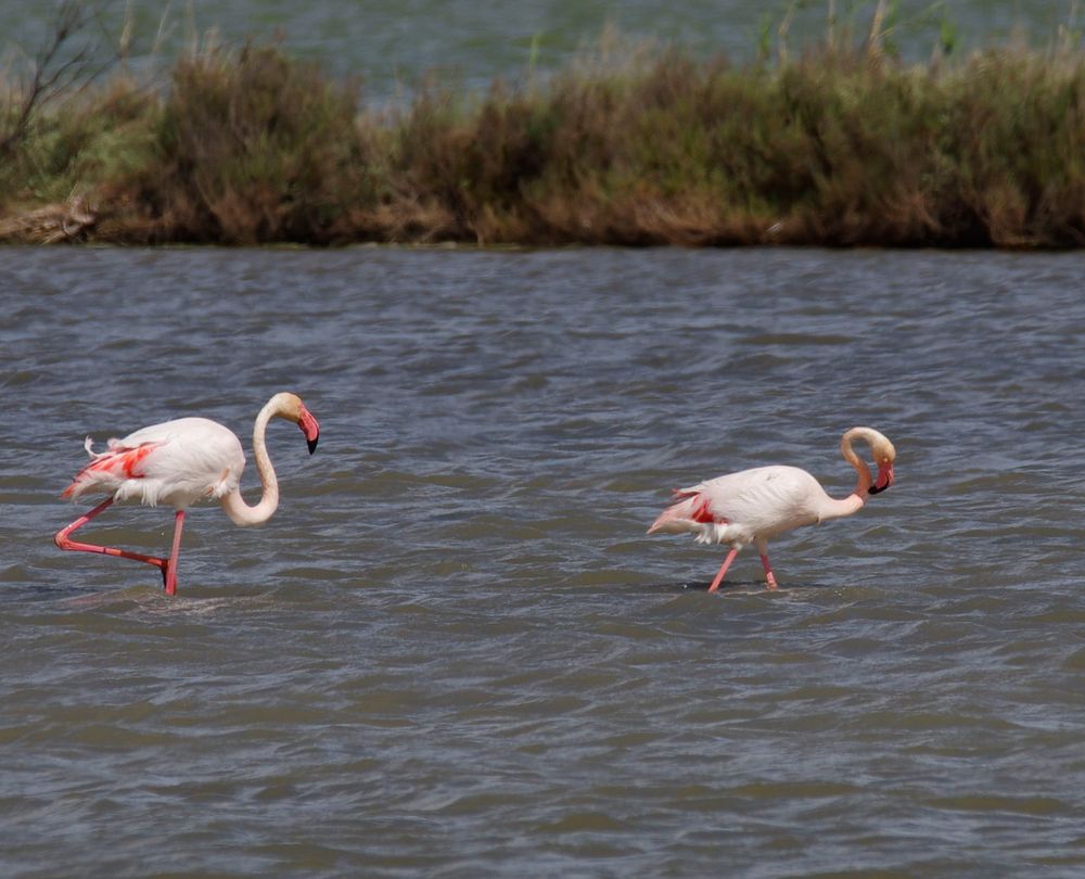 Flamingos in der Camarque 7