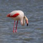 Flamingos in der Camarque 9