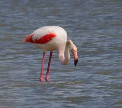 Flamingos in der Camarque 9