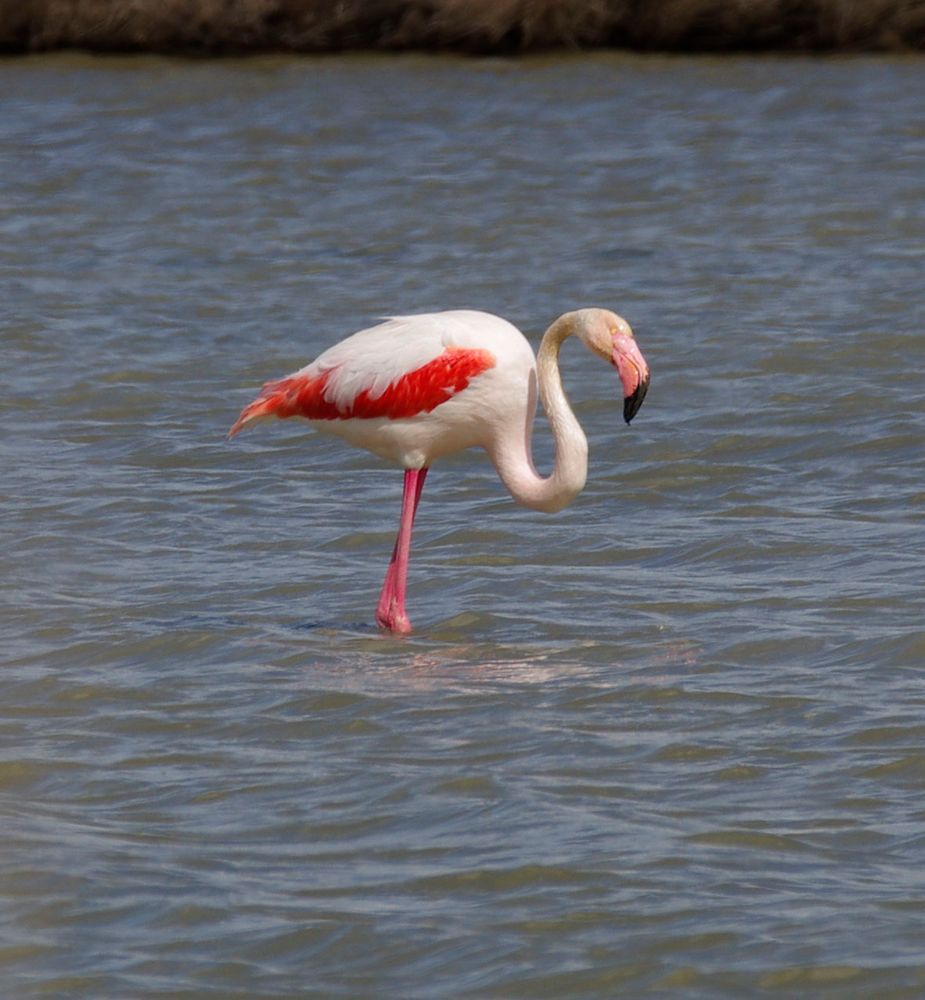 Flamingos in der Camarque