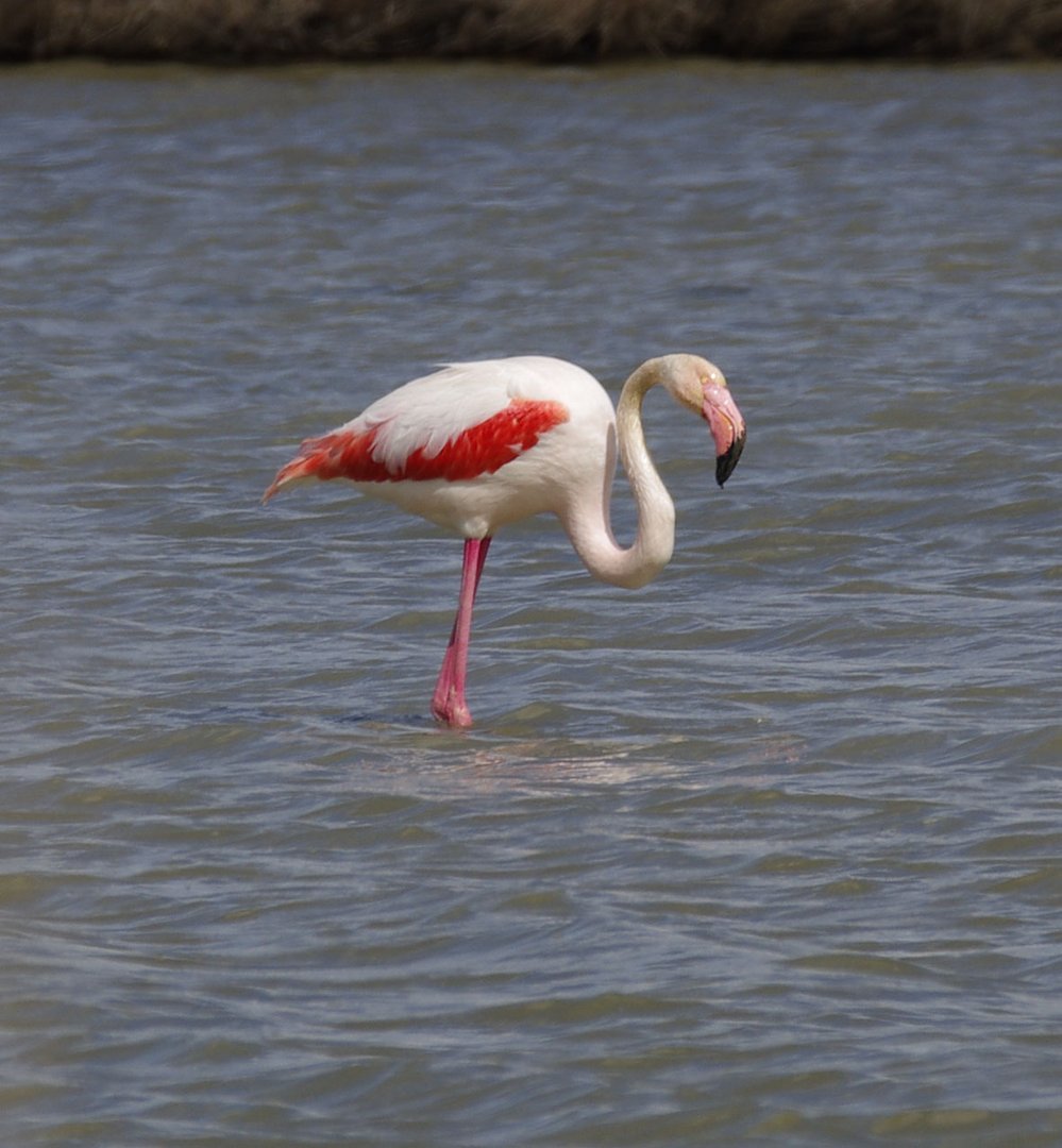 Flamingos in der Camarque