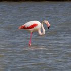 Flamingos in der Camarque