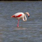 Flamingos in der Camarque