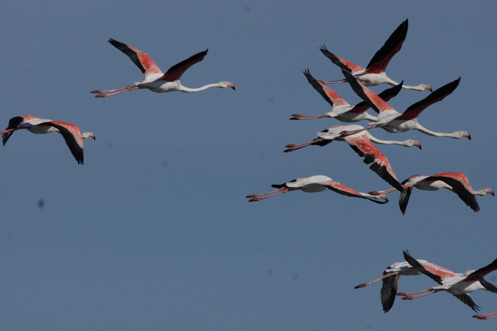 Flamingos in der Camarque
