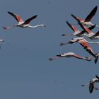 Flamingos in der Camarque