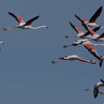 Flamingos in der Camarque