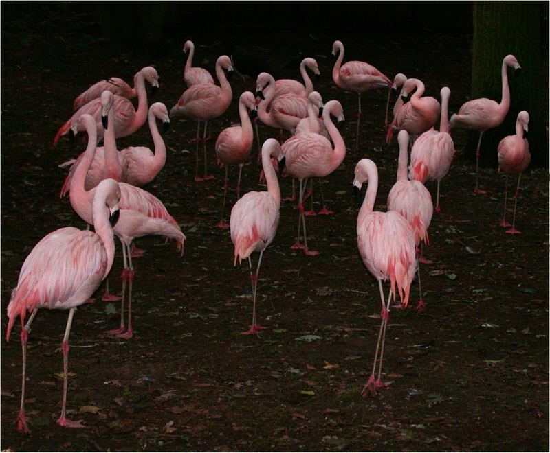 Flamingos in der Dämmerung