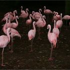 Flamingos in der Dämmerung