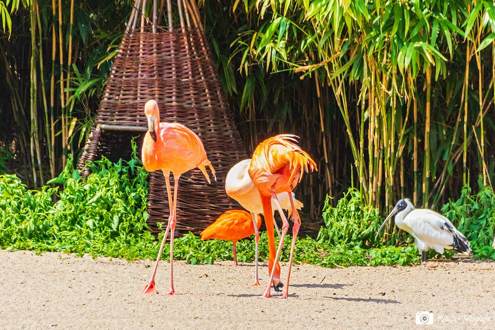 Flamingos in der Gruga