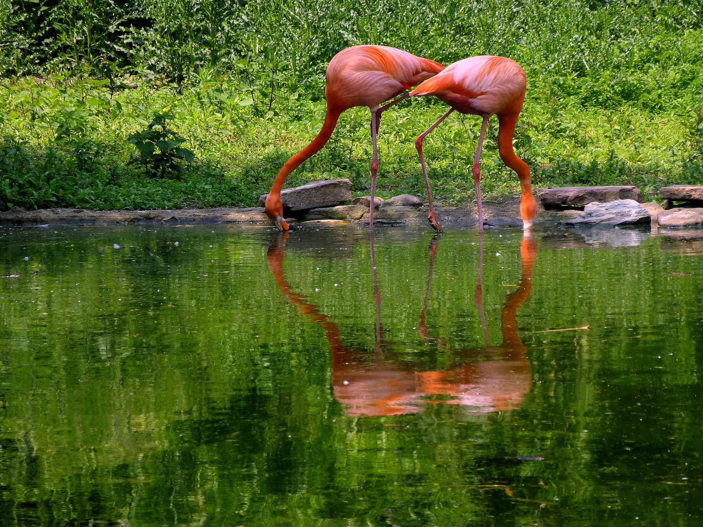 Flamingos in der GRUGA