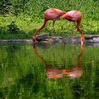 Flamingos in der GRUGA