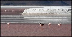 Flamingos in der Laguna Colorada 2