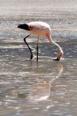 Flamingos in der Laguna Colorada