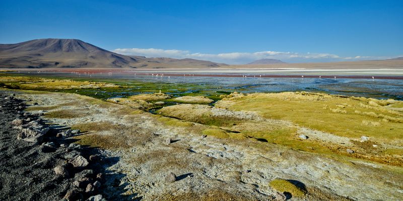 Flamingos in der Laguna Colorada 