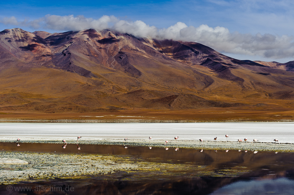 Flamingos in der Laguna Hedionda - Bolivien - Dezember 2009