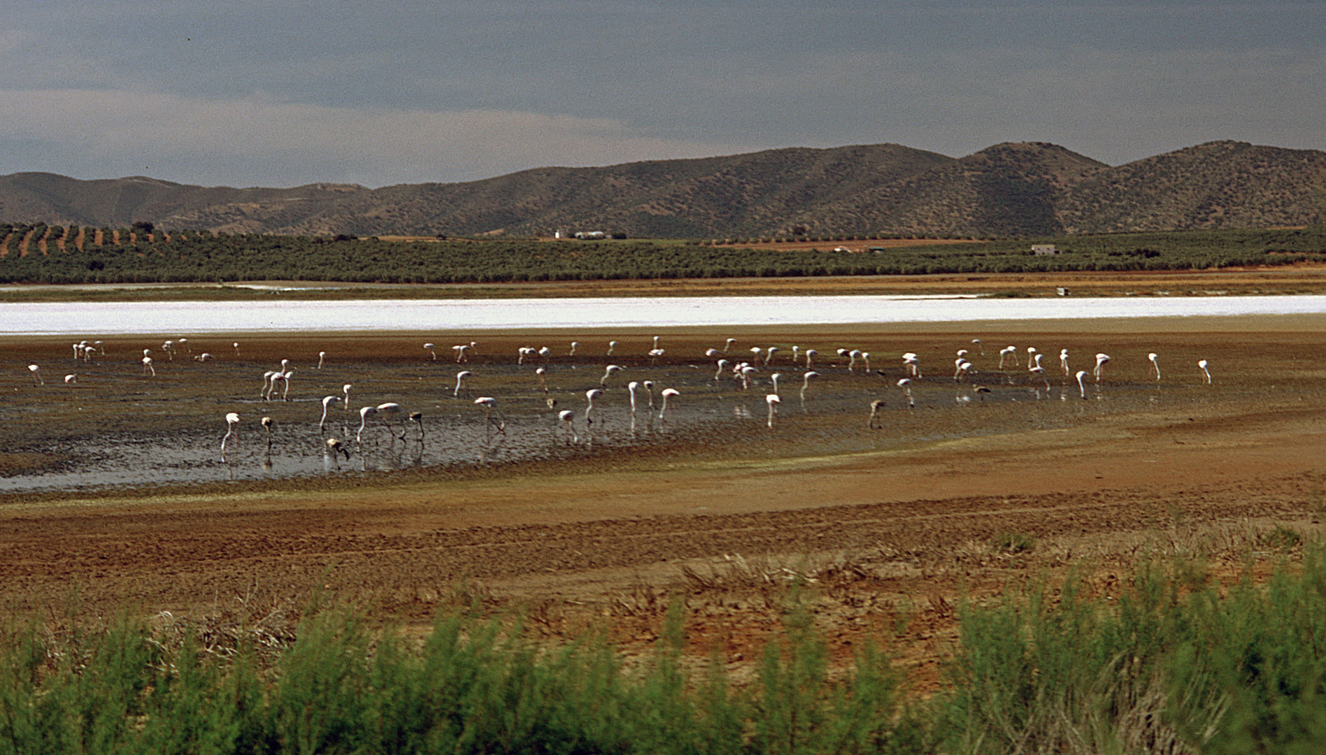 Flamingos in der Laguna Piedra