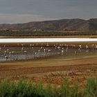 Flamingos in der Laguna Piedra