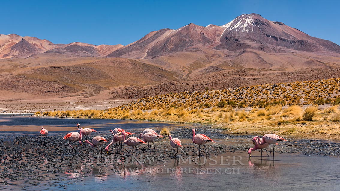 Flamingos in der Lagune