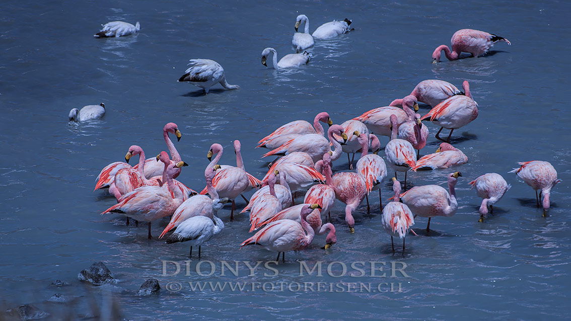 Flamingos in der Lagune III