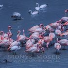 Flamingos in der Lagune III