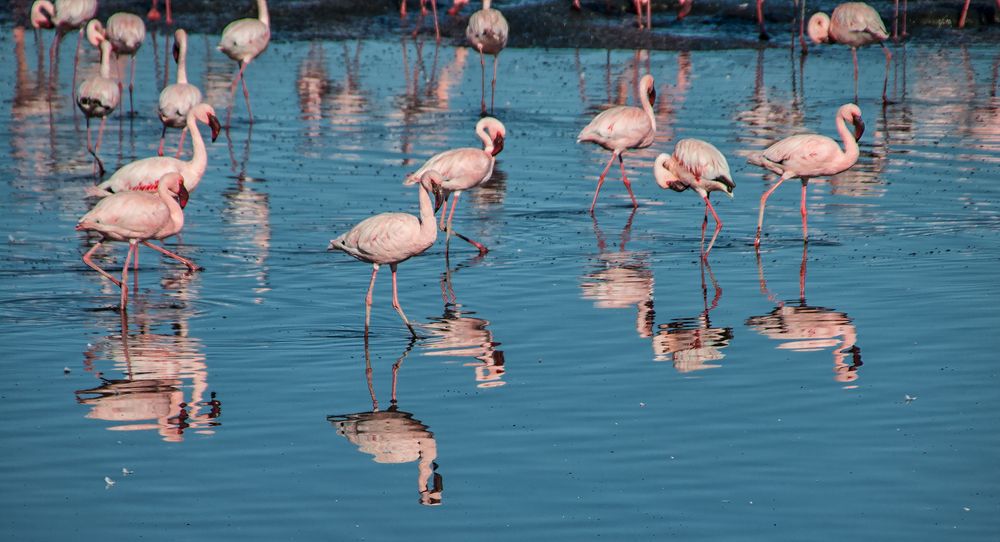 Flamingos in der Lagune von...