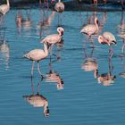 Flamingos in der Lagune von...