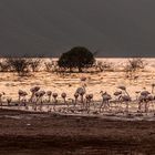 Flamingos in der Morgensonne