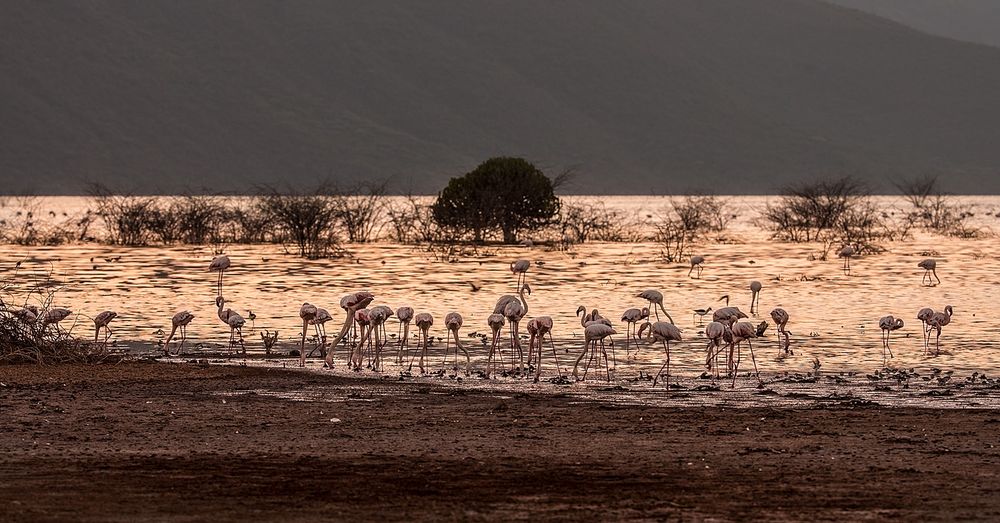 Flamingos in der Morgensonne